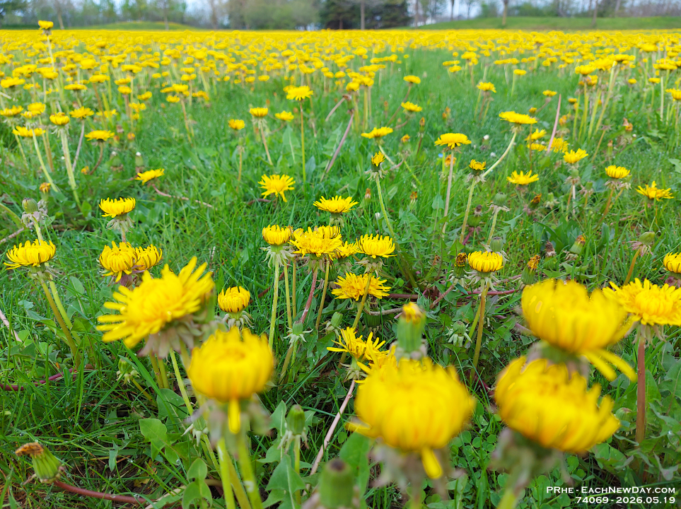 74069NrCrLeReUsm - Dandelions in Clayt French Park